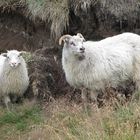 Schafe-ein seltener Anblick in Island =)