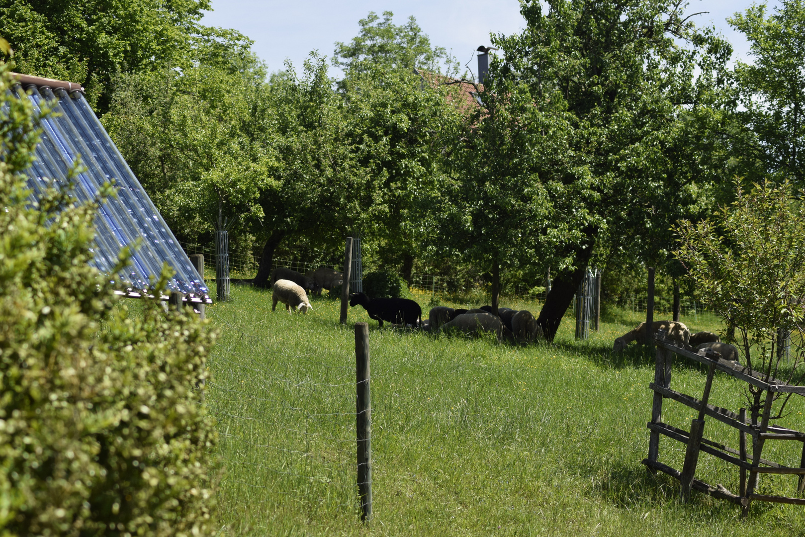 Schafe fief im Gras/ auf unserem weideland