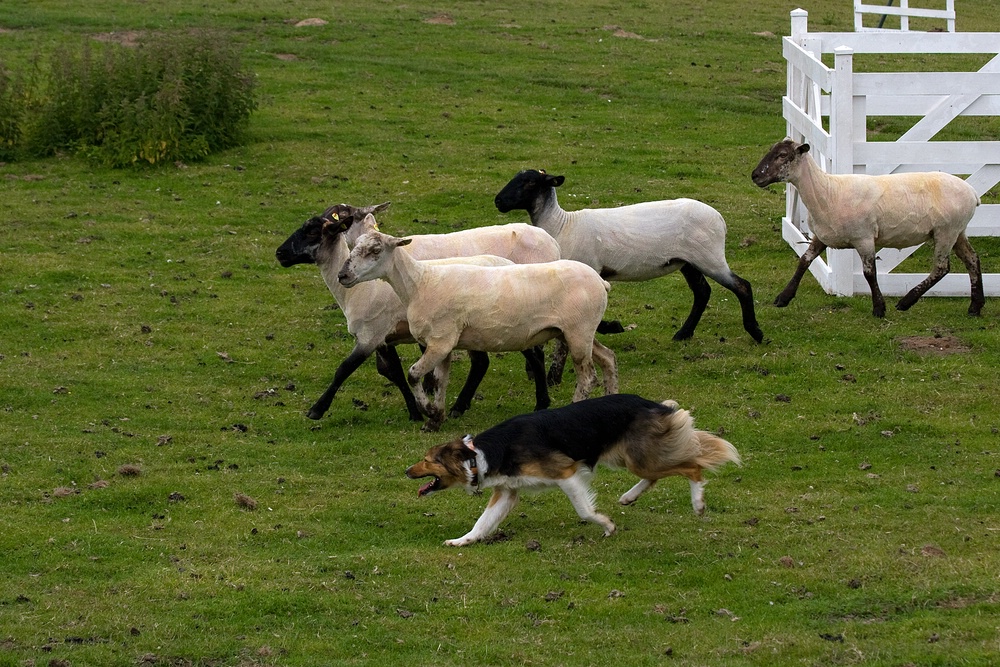 Schafe flankieren