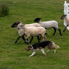 Schafe flankieren