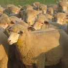 Schafe gedrängt... alle wollen aufs Bild