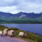 Schafe + grün + felsen = irland