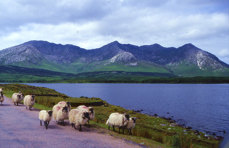 Schafe + grün + felsen = irland