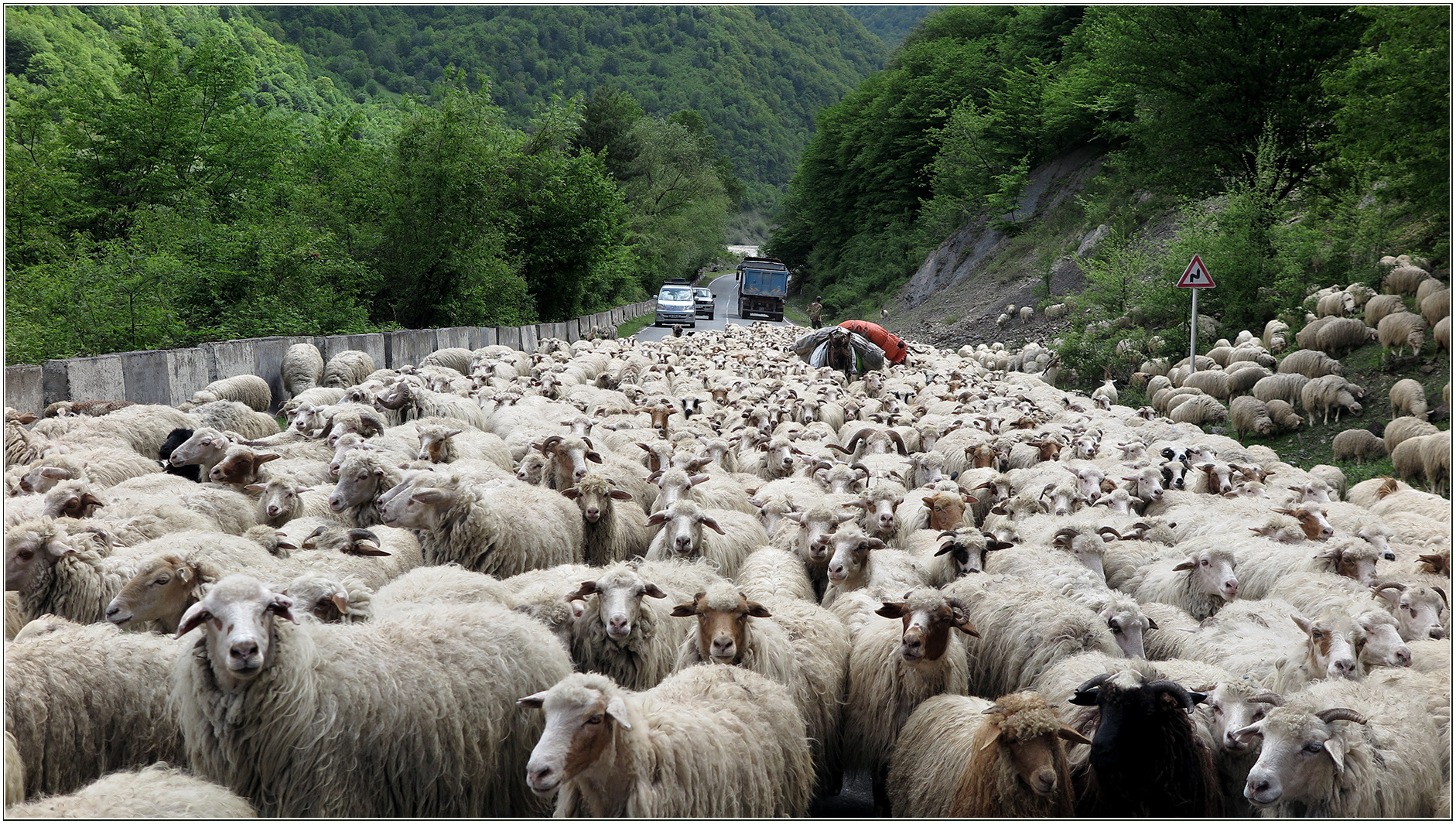 Schafe - Heerstraße - Georgien