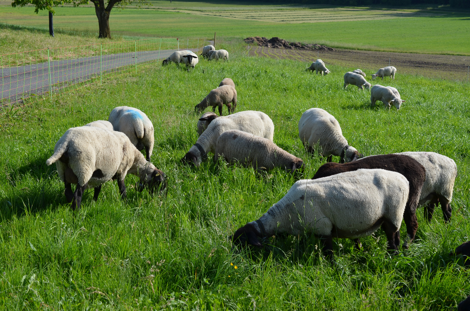 Schafe hinter dem Haus