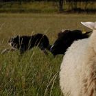 Schafe hüten