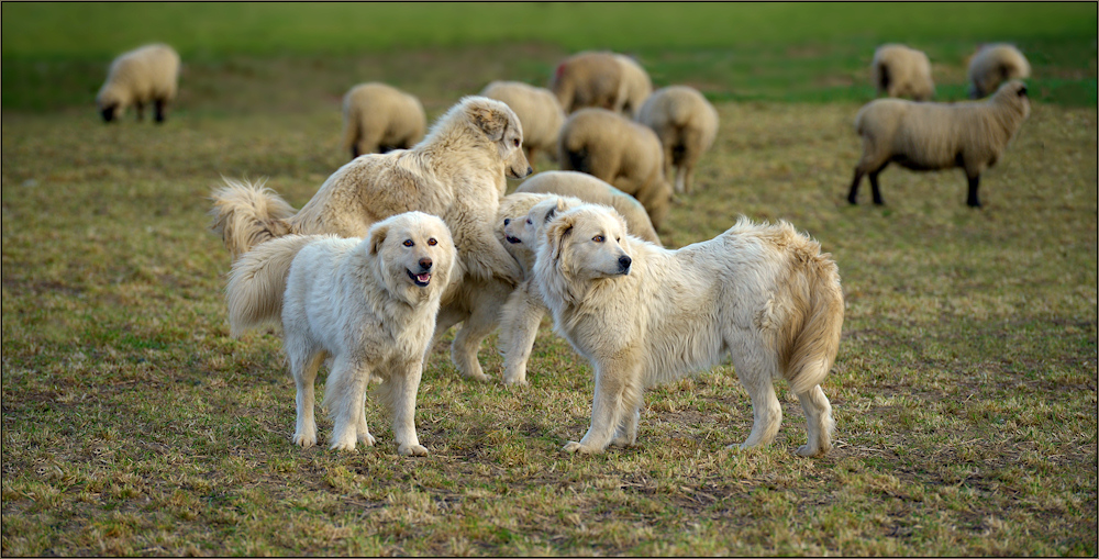Schafe hüten Foto & Bild world, hunde, hund Bilder auf