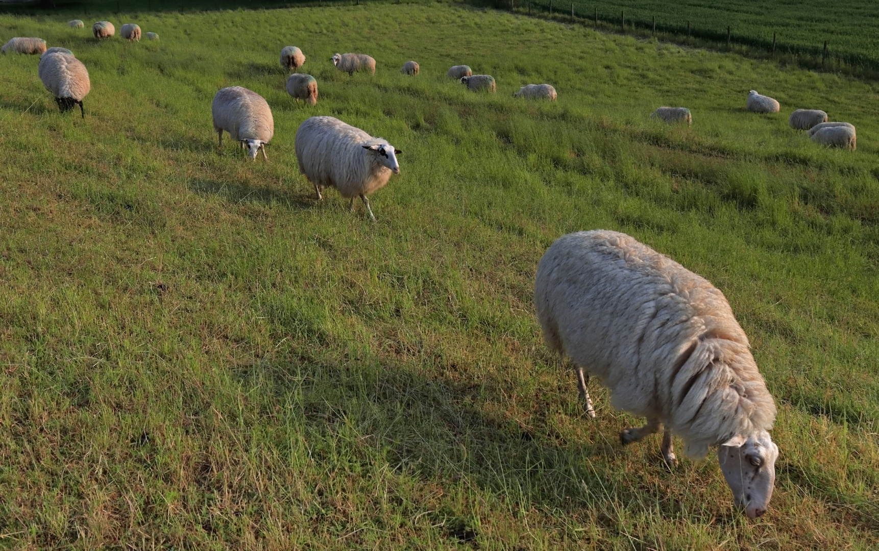 Schafe im Abendlicht