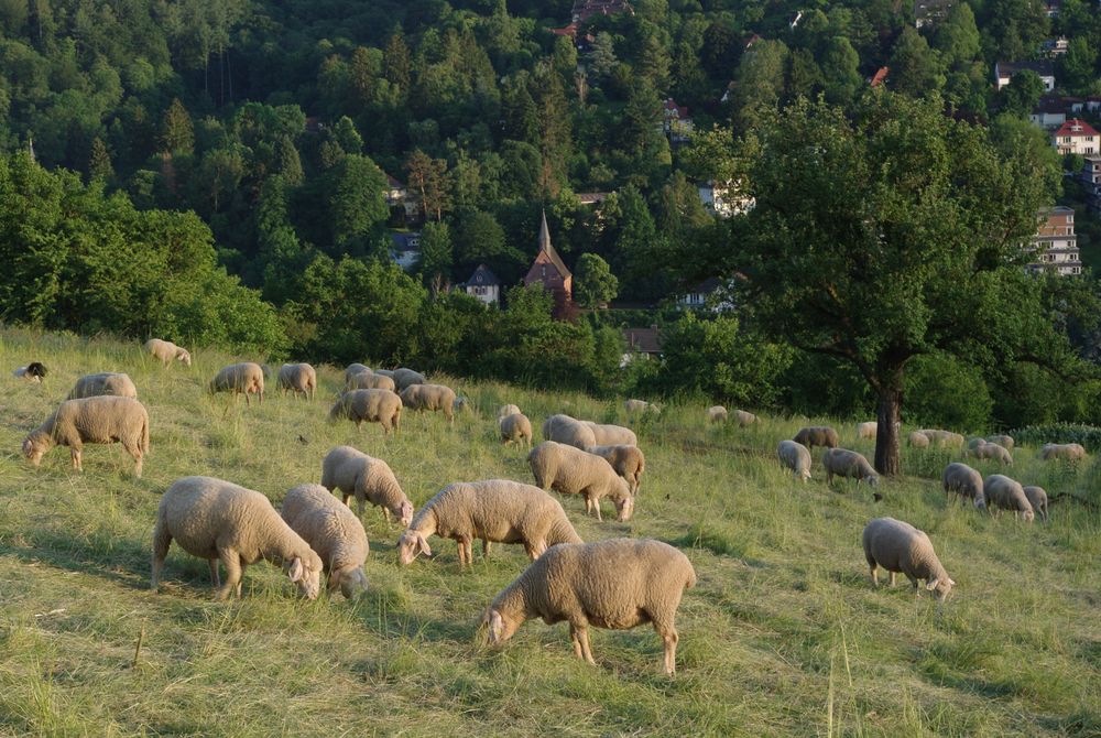 Schafe im Abendlicht