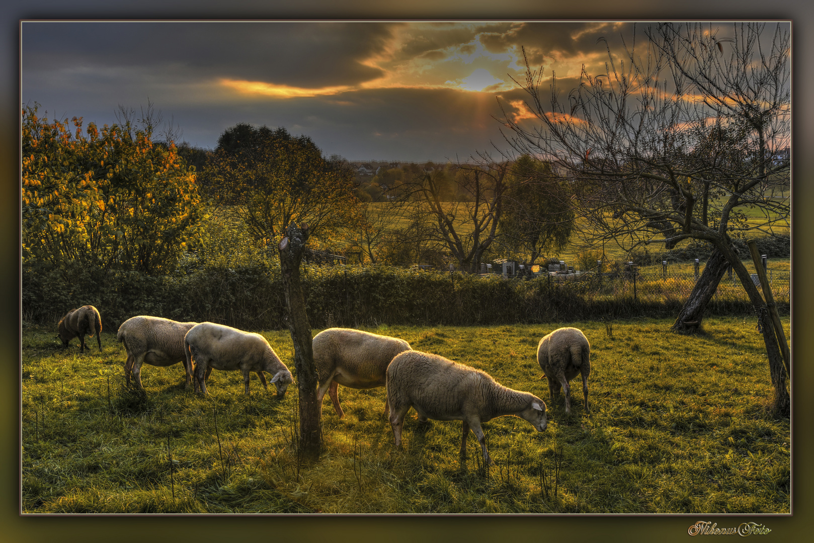  Schafe im Abendlicht