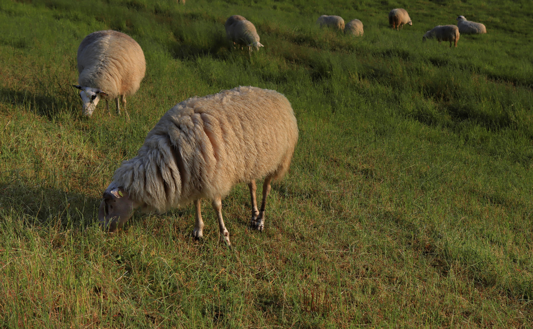 Schafe im Abendlicht