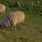 Schafe im Abendlicht