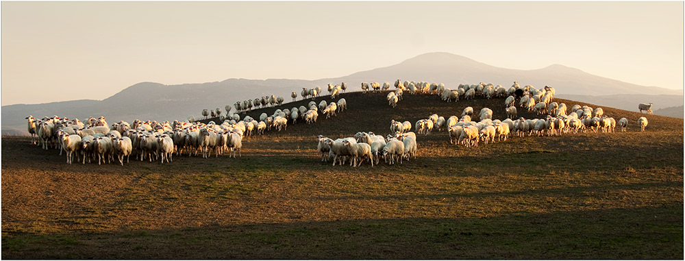 Schafe im Abendlicht TOSKANA