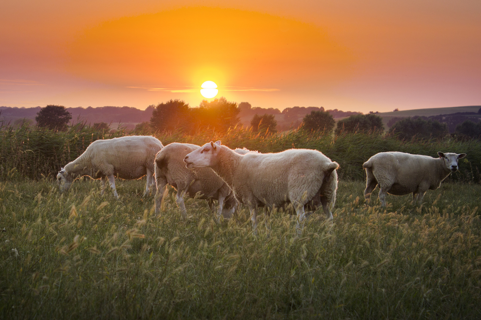 Schafe im Britischen Sonnenuntergang