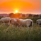 Schafe im Britischen Sonnenuntergang