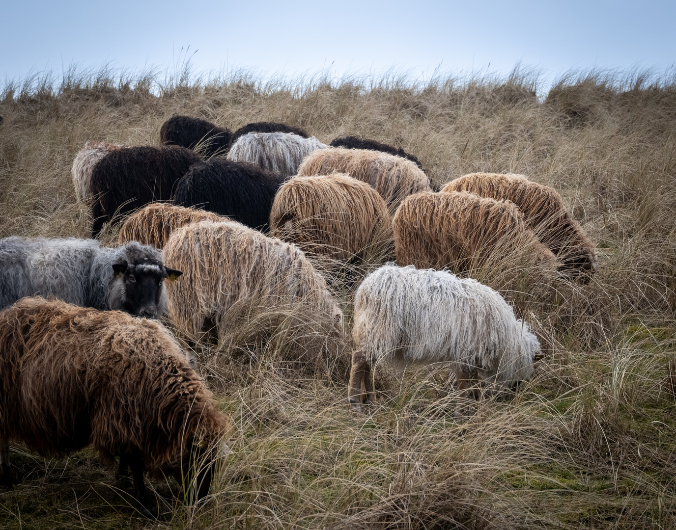 Schafe im Dünengras