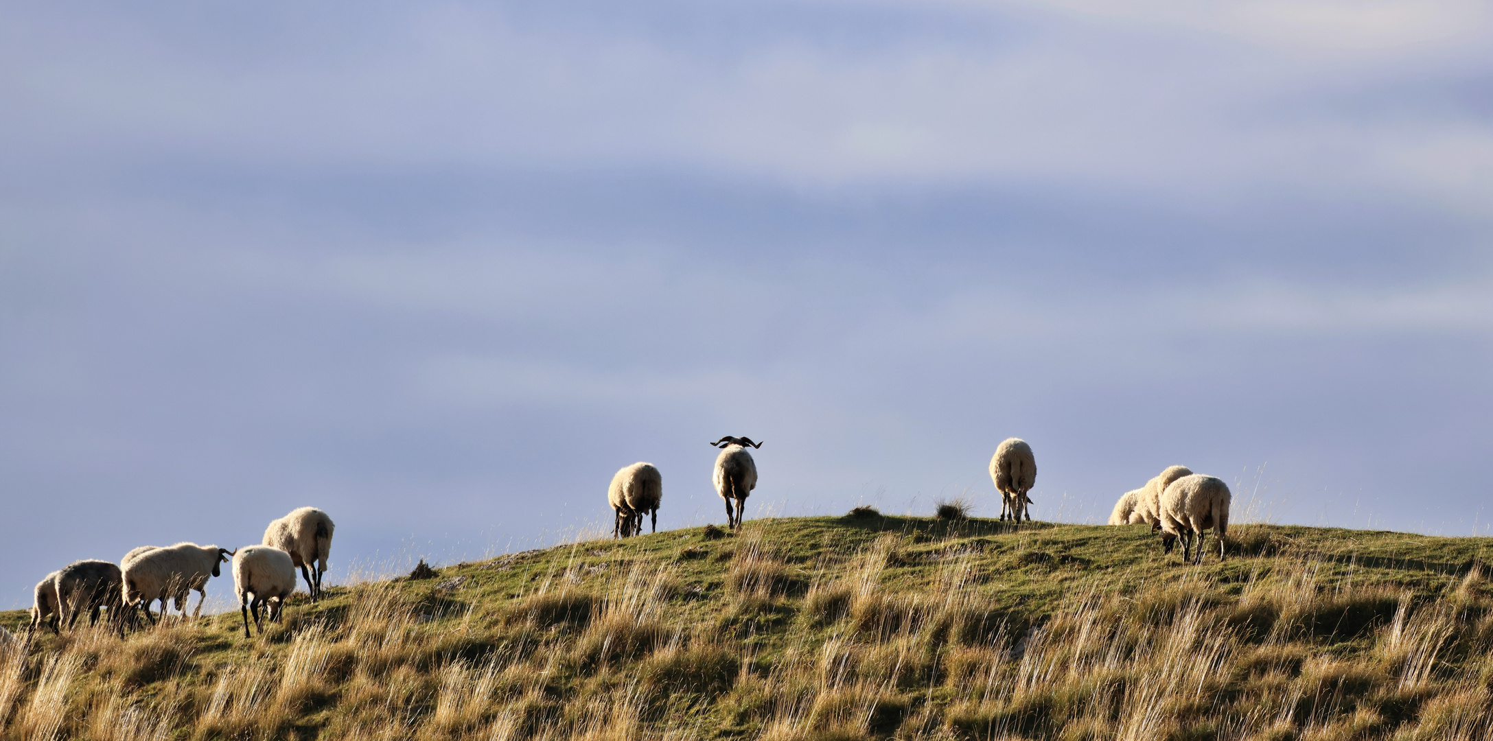 Schafe im Durmitor Nationalpark
