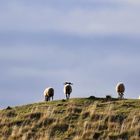 Schafe im Durmitor Nationalpark