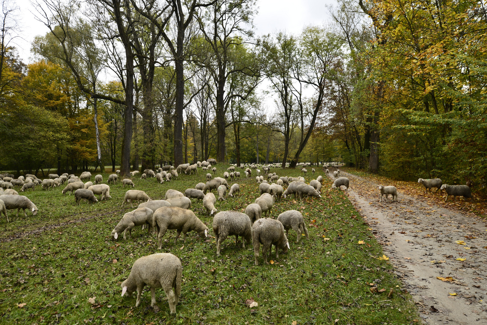 Schafe im Englischen Garten zu München