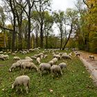 Schafe im Englischen Garten zu München