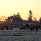 Schafe im Frost