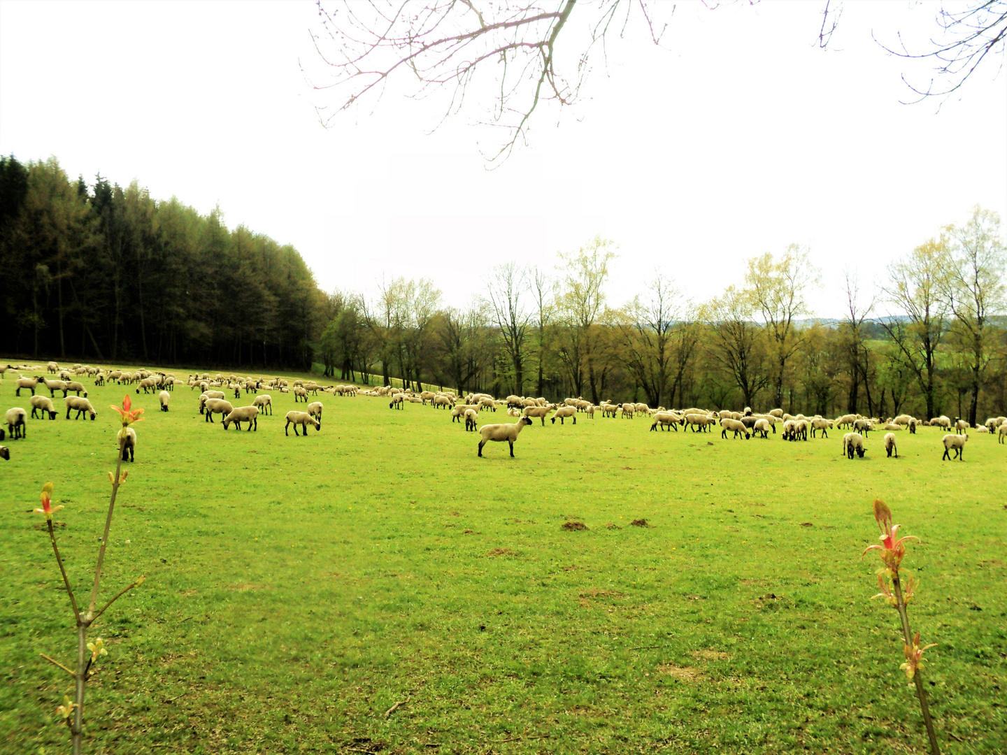 Schafe im  Frühling auf der Weide