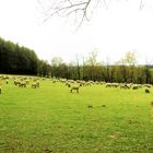 Schafe im  Frühling auf der Weide