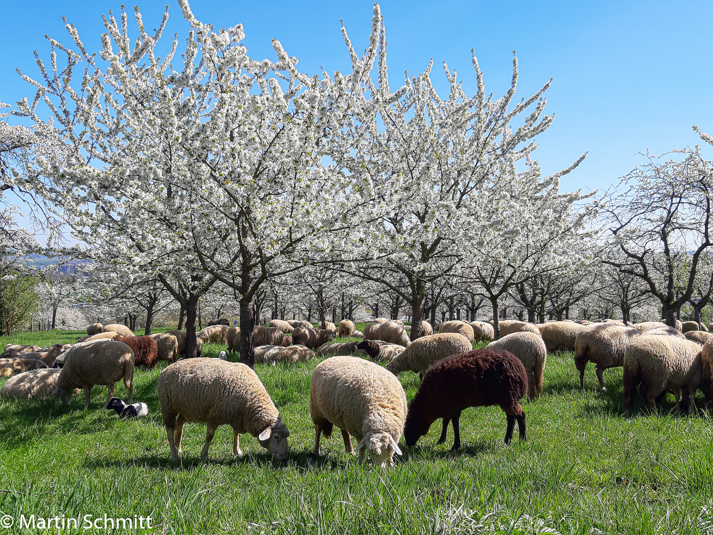 Schafe im Frühling