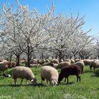 Schafe im Frühling