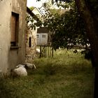 Schafe im Garten