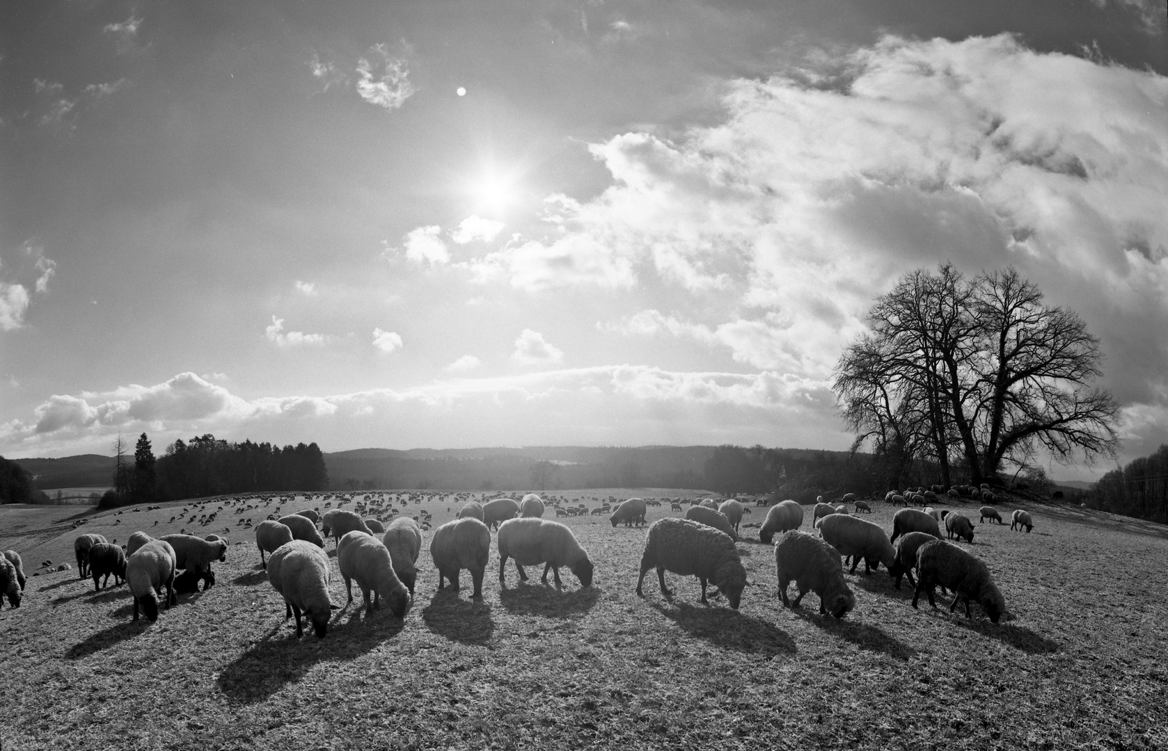 Schafe im Gegenlicht