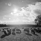 Schafe im Gegenlicht
