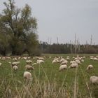 Schafe im Großen Torfmoor