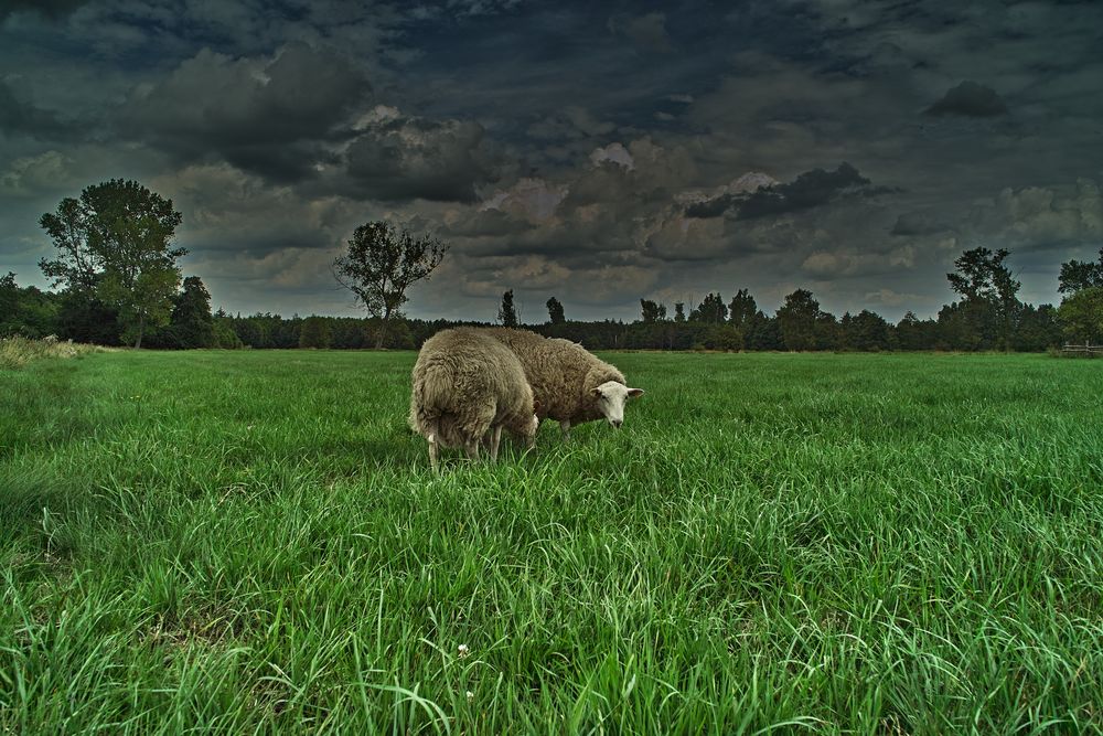 Schafe im großen Torfmoor