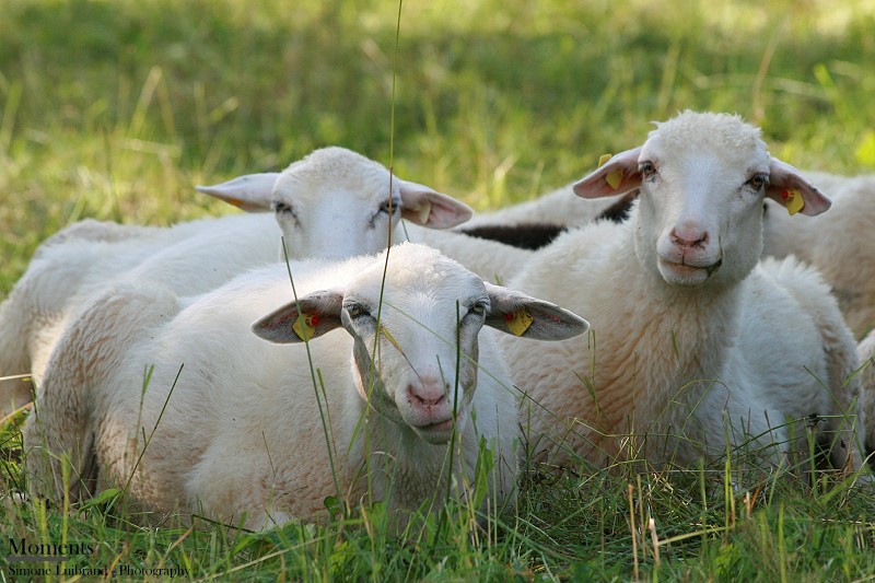 Schafe im Grünen