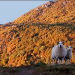 Schafe im Herbst...