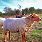 Schafe im Herbst