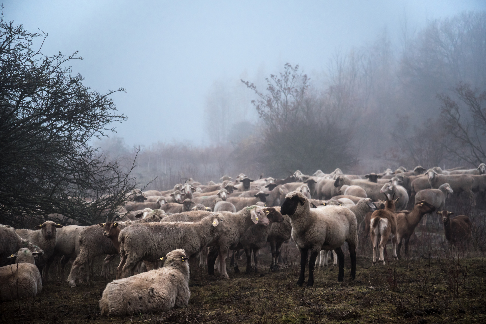 Schafe im Herbstnebel