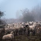 Schafe im Herbstnebel