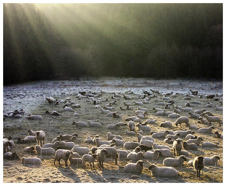 Schafe im März Projekt SV von Martin Fandler