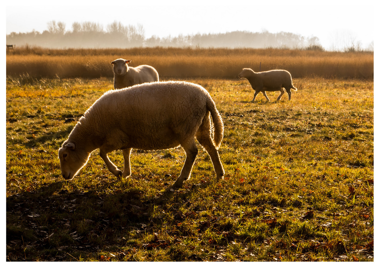 Schafe im Moor I