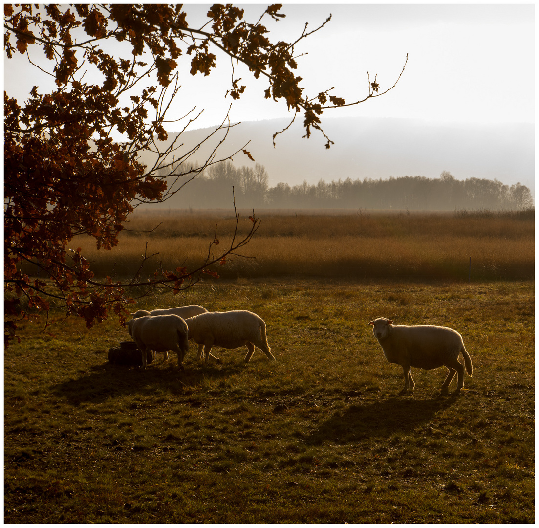 Schafe im Moor II