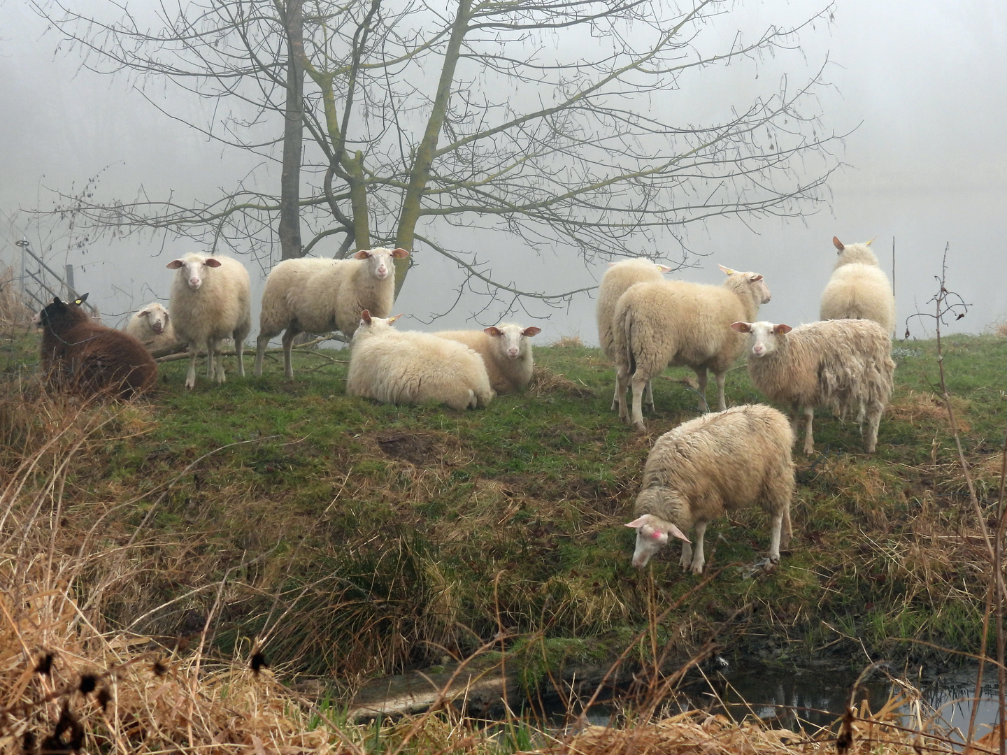 Schafe im morgendlichen Nebel