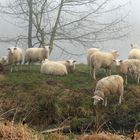 Schafe im morgendlichen Nebel
