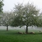 Schafe im Morgendunst