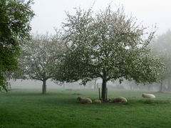 Schafe im Morgendunst