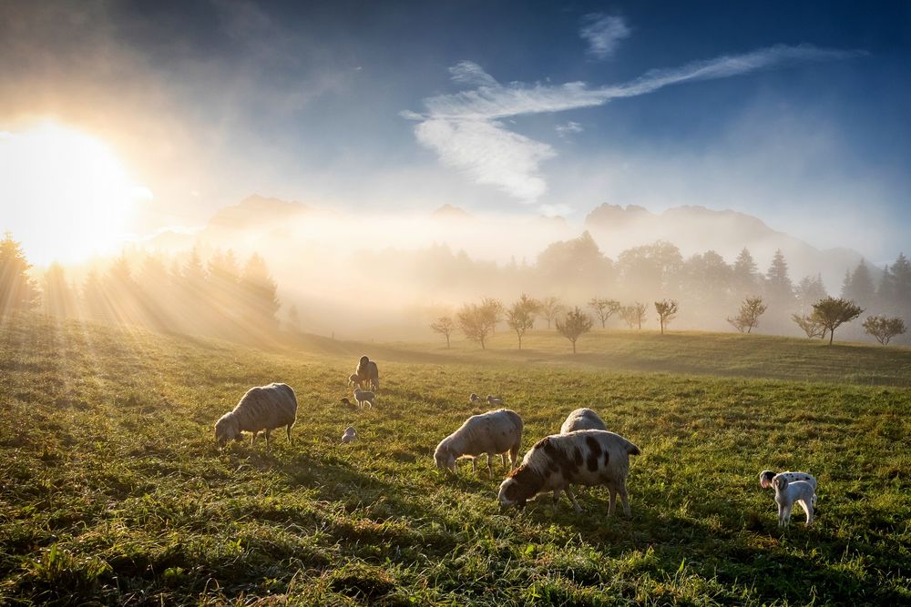 ~ SCHAFE IM MORGENNEBEL 03 ~