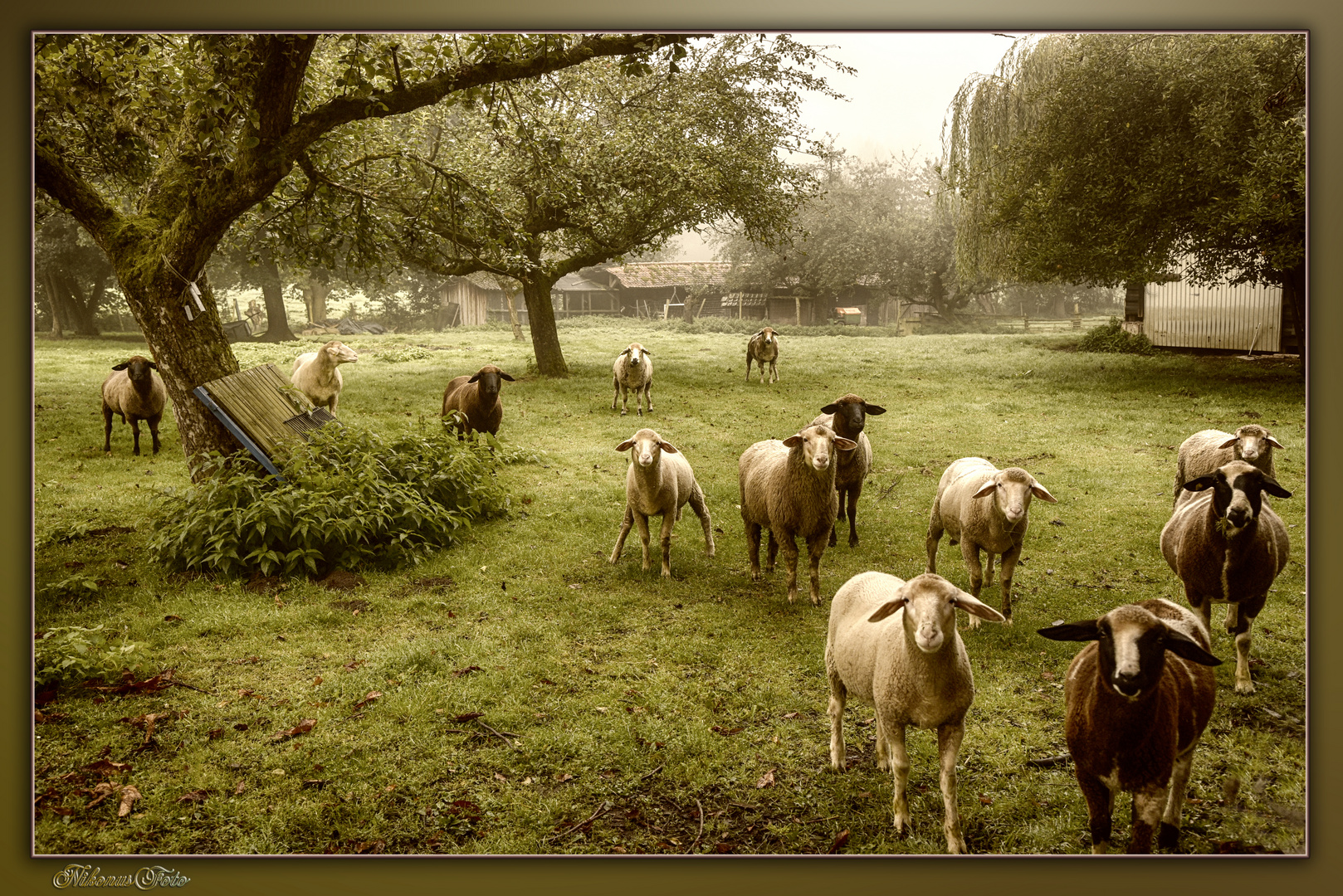 Schafe im Morgennebel