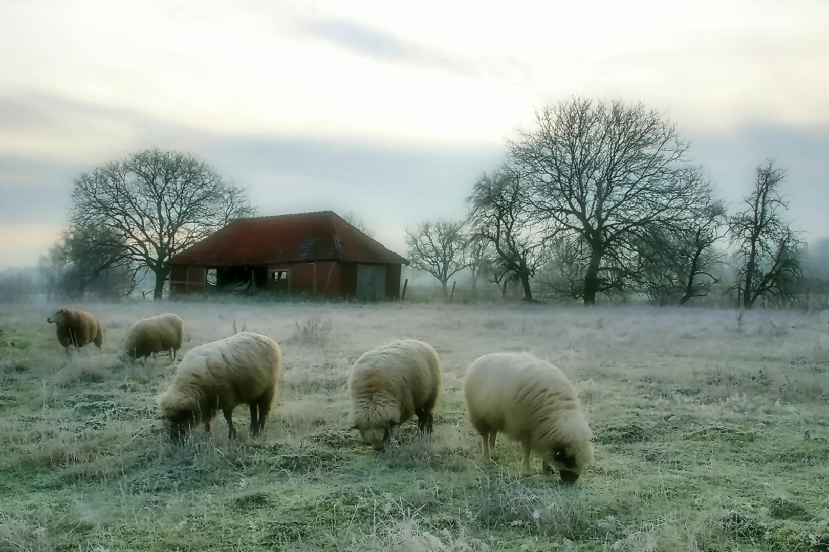 Schafe im Morgennebel