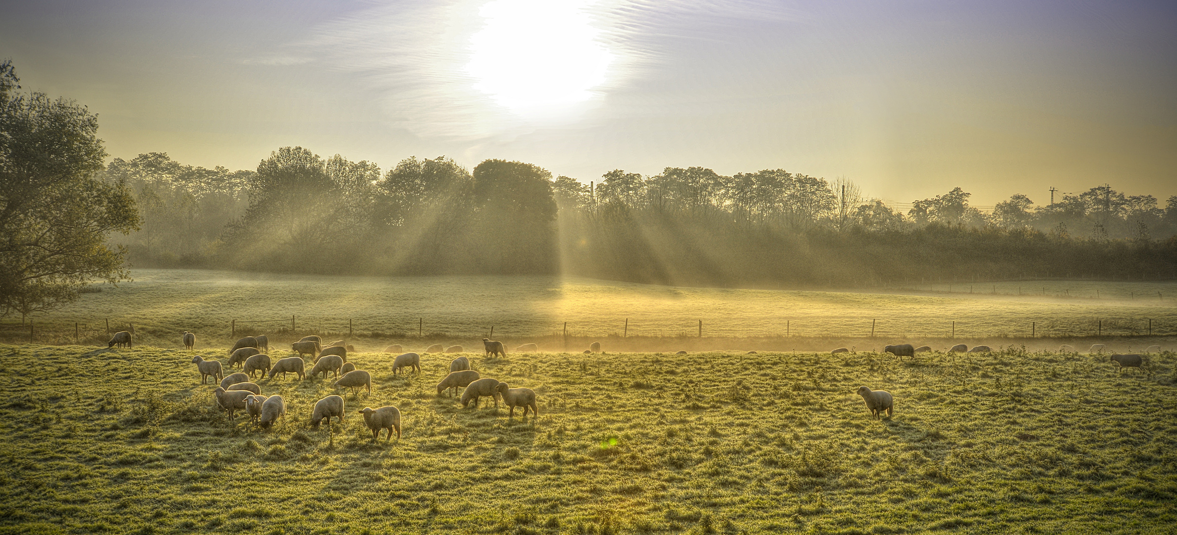 Schafe im Morgennebel